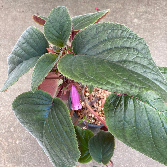 Sinningia sp. (purple flower) - 1 gallon plant