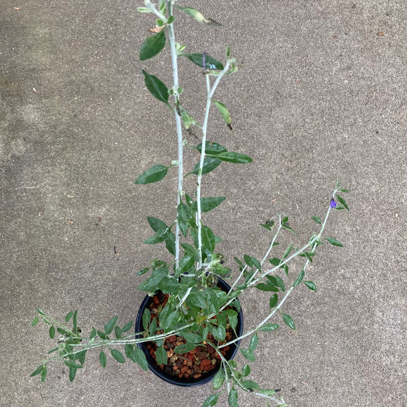 Solanum sp. 'Genesy Blues' - 1 gallon plant