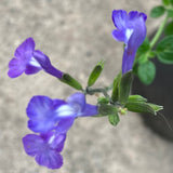 Salvia microphylla (purple flower) - 1 gallon plant