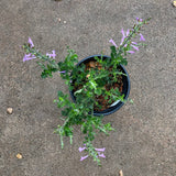 Salvia scabra - 1 gallon plant
