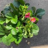 Strawberry (edible- light pink flower) - 1 gallon plant