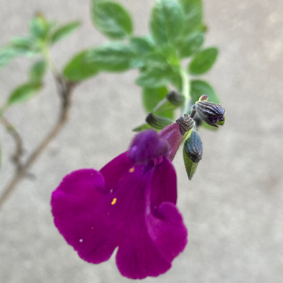 Salvia 'Viola's Darling - 1 gallon plant