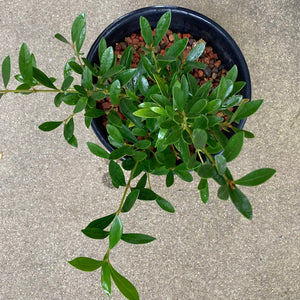 Syzygium smithii 'Minor' - 1 gallon plant