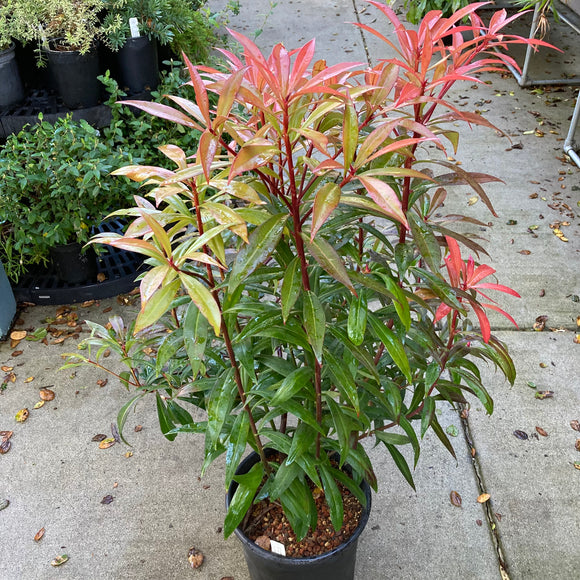 Tasmannia insipida - 5 gallon plant