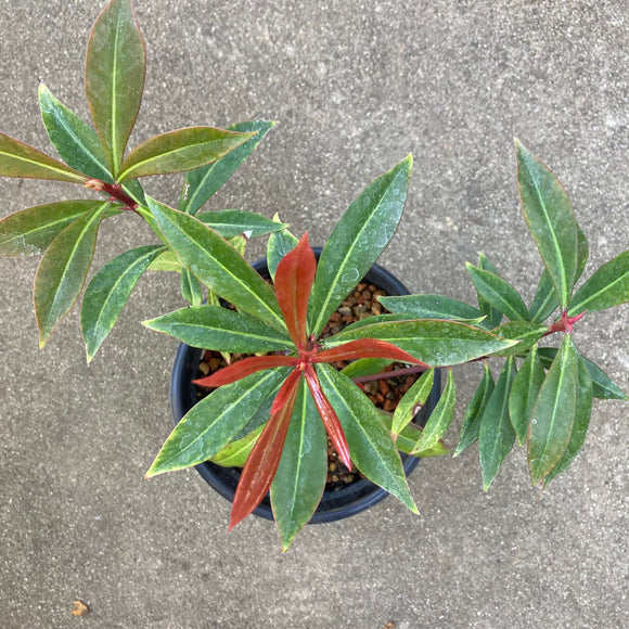 Tasmannia insipida - 1 gallon plant