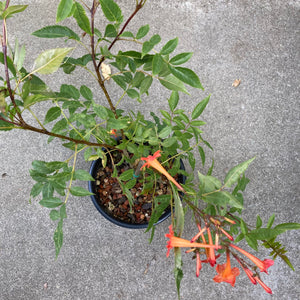 Tecoma fulva - 1 gallon plant