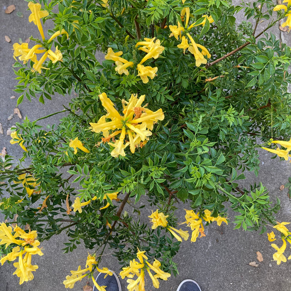 Tecomaria capensis (yellow flower) - 5 gallon plant