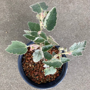 Thomasia macrocarpa - 1 gallon plant