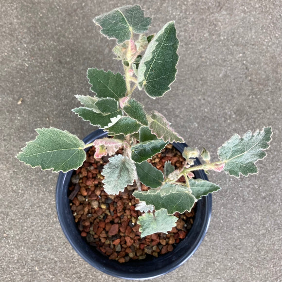 Thomasia macrocarpa - 1 gallon plant