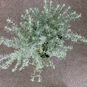 Westringia fruticosa 'Smokie' - 1 gallon plant