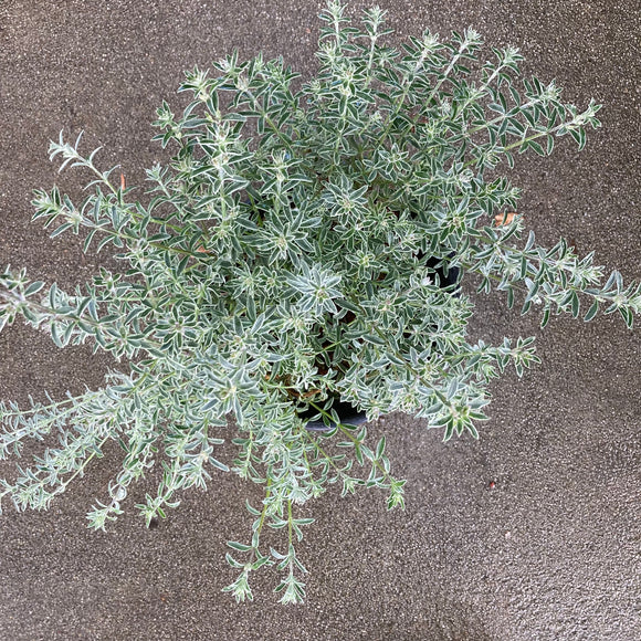 Westringia fruticosa 'Smokie' - 1 gallon plant