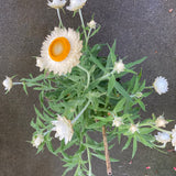 Xerochrysum bracteatum (white flower) - 2 gallon plant