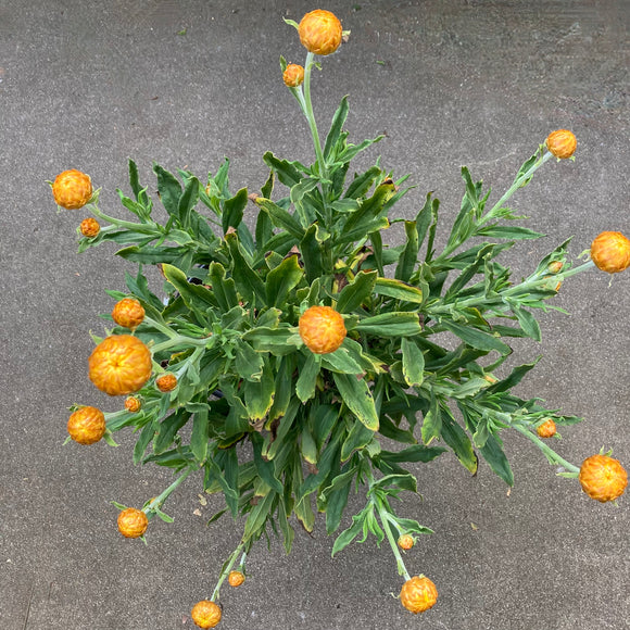 Xerochrysum bracteatum (yellow flower) - 2 gallon plant