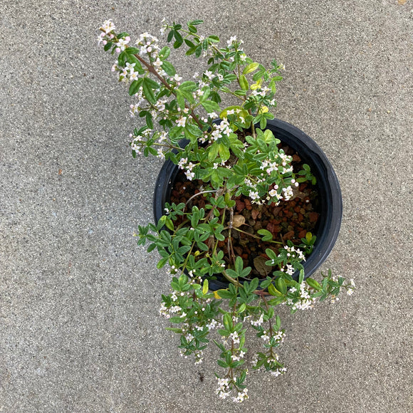 Zieria prostrata 'Pink Stars' - 1 gallon plant