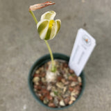 Albuca polyphylla - 4 inch plant