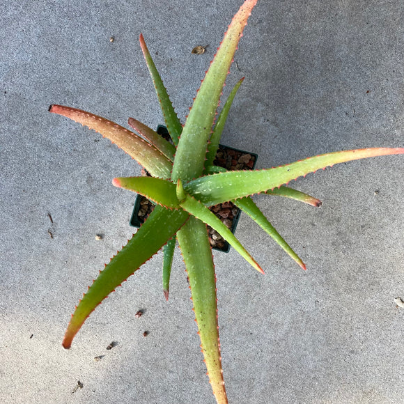 Aloe camperi - 1 quart plant