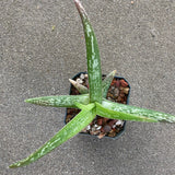 Aloe ellenbeckii - 6 inch plant