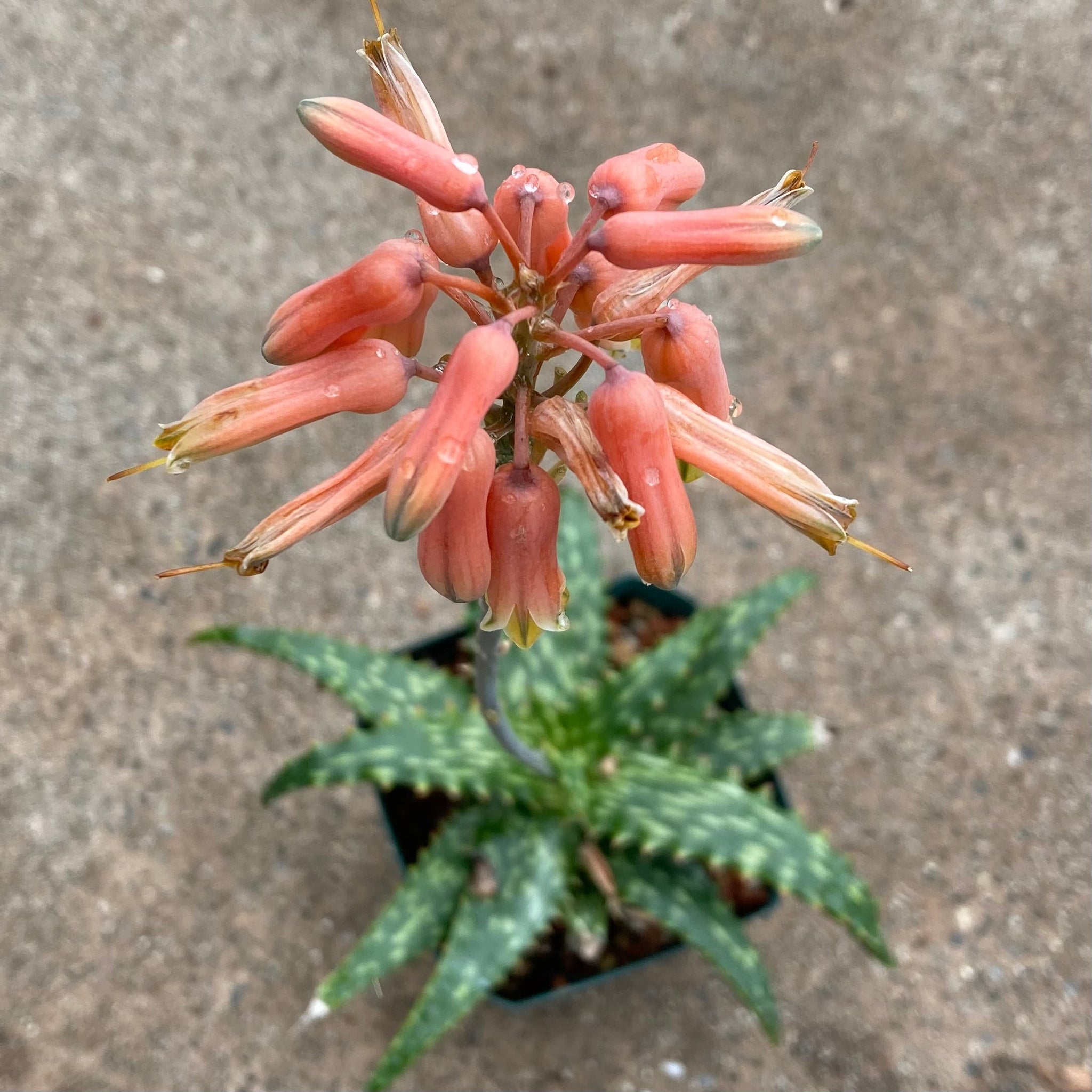 Aloe jacunda x hemmingii