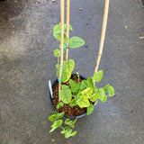 Aristolochia californica - 2 gallon plant
