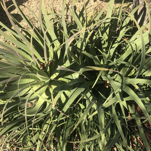 Agave bracteosa - 6 inch plant