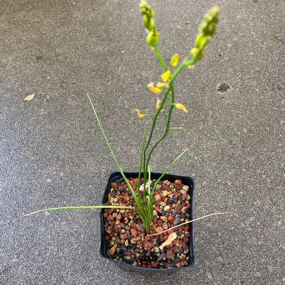 Bulbinella nutans subsp. nutans - 1 gallon plant