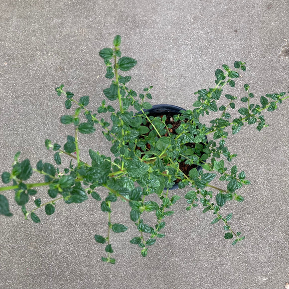 Ceanothus thyrsiflorus - 1 gallon plant