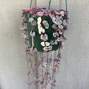 Ceropegia woodii vareigata - 6 inch hanging plant