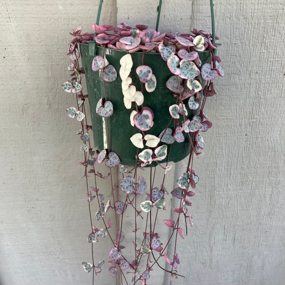Ceropegia woodii vareigata - 6 inch hanging plant