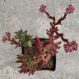 Crassula rubricaulis - 1 gallon plant