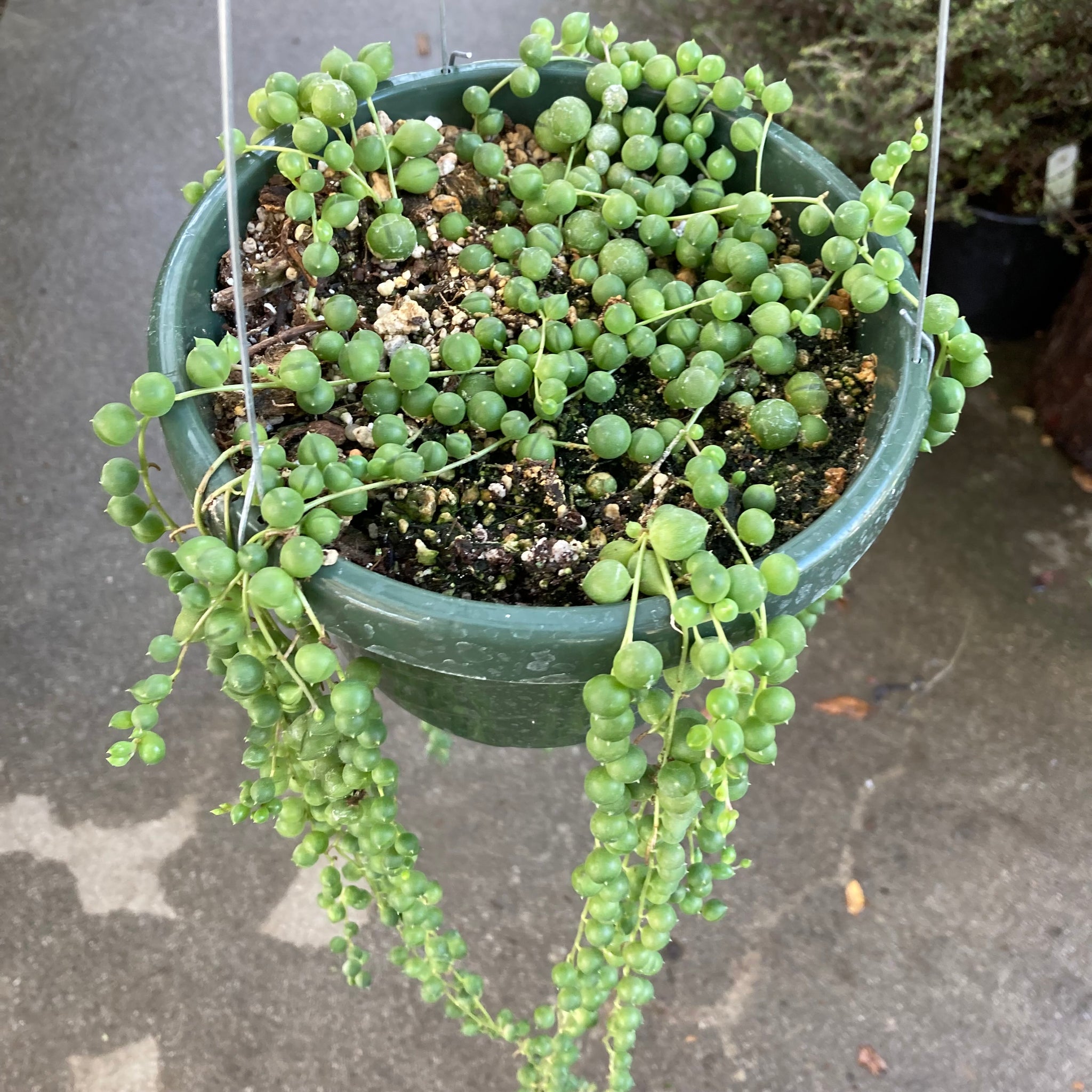 Curio rowleyanus - 6 inch hanging plant – Norrie's Gift and Garden
