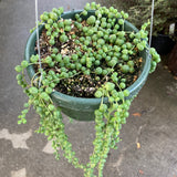 Curio rowleyanus - 6 inch hanging plant