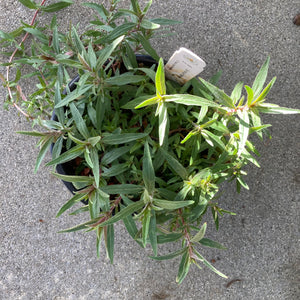 Epilobium 'Monica' - 1 gallon plant
