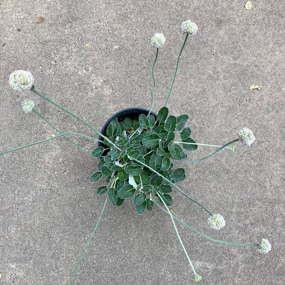 Eriogonum latifolium - 1 gallon plant