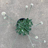Eriogonum latifolium - 1 gallon plant