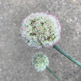 Eriogonum latifolium - 1 gallon plant