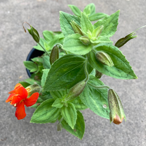 Erythranthe cardinalis - 1 gallon plant