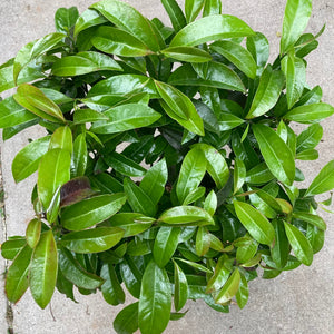 Eupomatia laurina (edible fruit) - 2 gallon plant