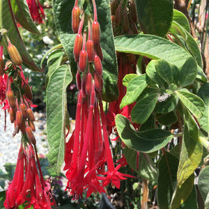 Fuchsia boliviana (red flower) - 1 gallon plant