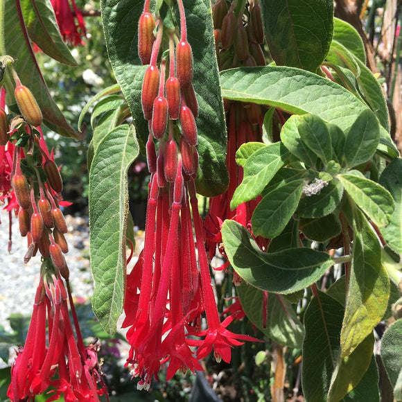 Fuchsia boliviana (red flower) - 1 gallon plant