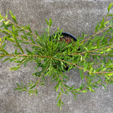 Grevillea 'Forest Rambler' - 1 gallon plant