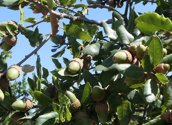 Quercus agrifolia × Q. parvula var. shrevei - 2 gallon plant