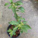 Iochroma cyaneum - 5 gallon plant