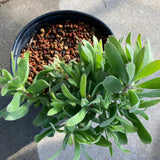 Leucospermum erubescens - 5 gallon plant
