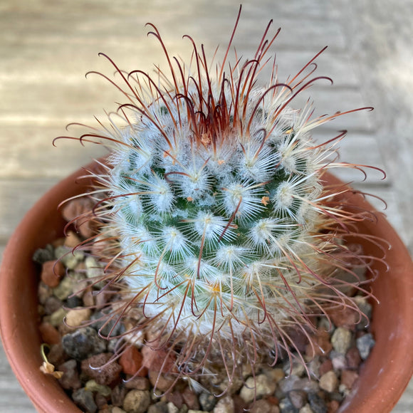 Mammillaria bombycina - 4 inch plant