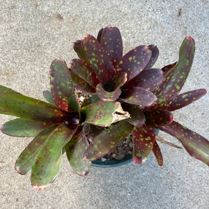 Neoregelia sp. - 6 inch plant
