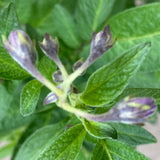 Pepino dulce - 1 gallon plant