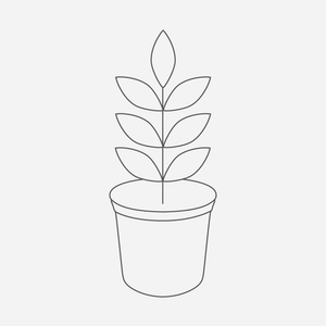 Grevillea 'King's Rainbow' - 1 gallon plant