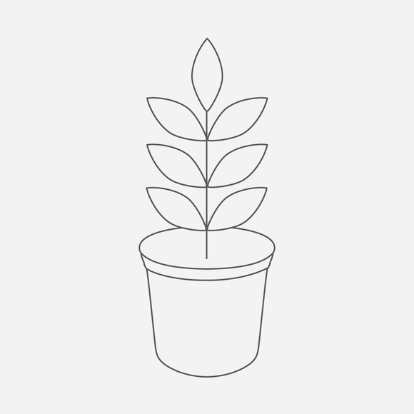 Grevillea 'King's Rainbow' - 1 gallon plant