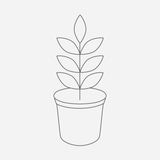 Agave angustifolia var. marginata - 1 gallon plant