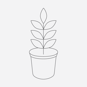 Argyranthemum (single red) - 1 gallon plant